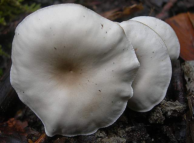 Clitocybe sp.